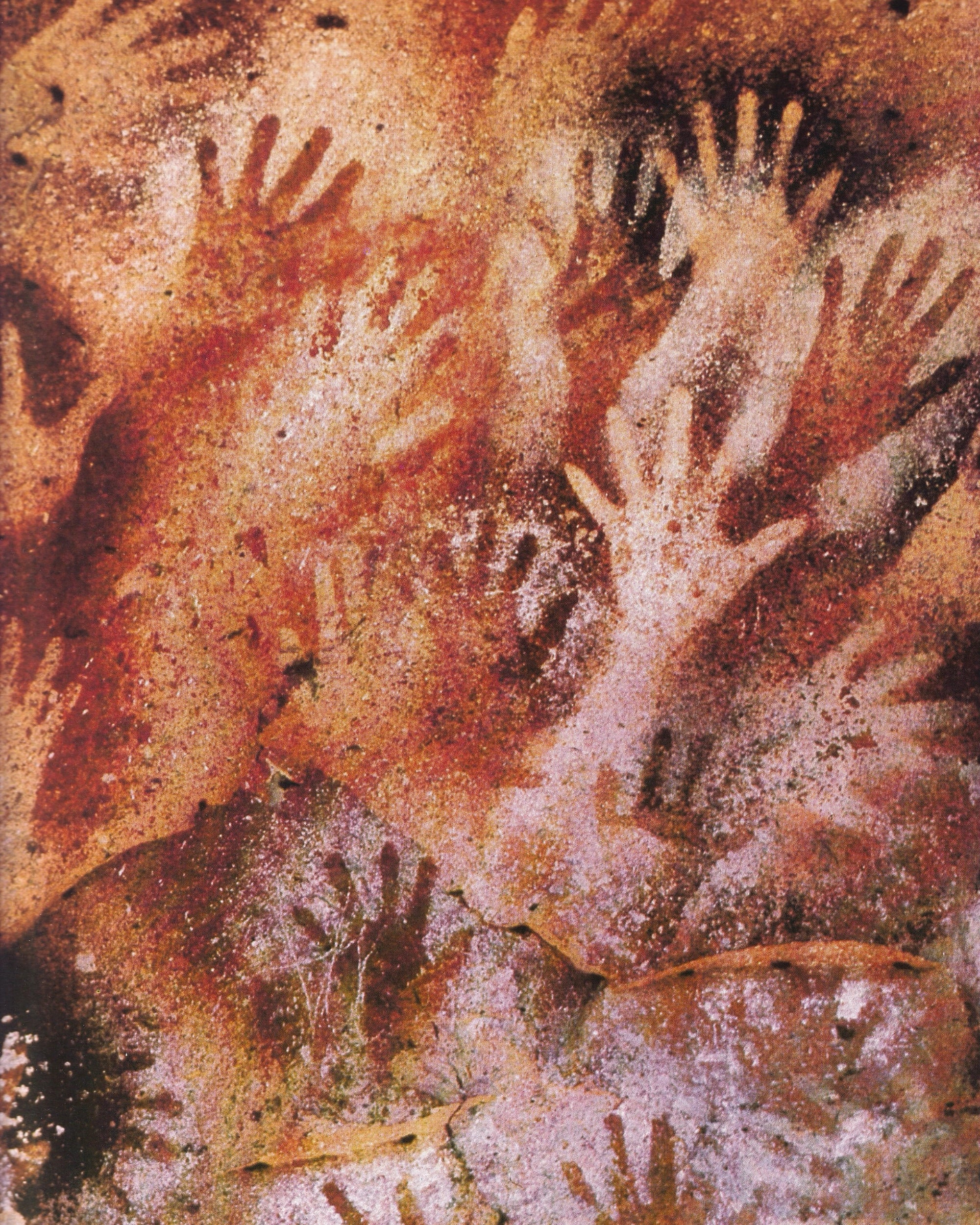 I Fossili nel Mondo dell'Uomo - E. Annoscia 1981