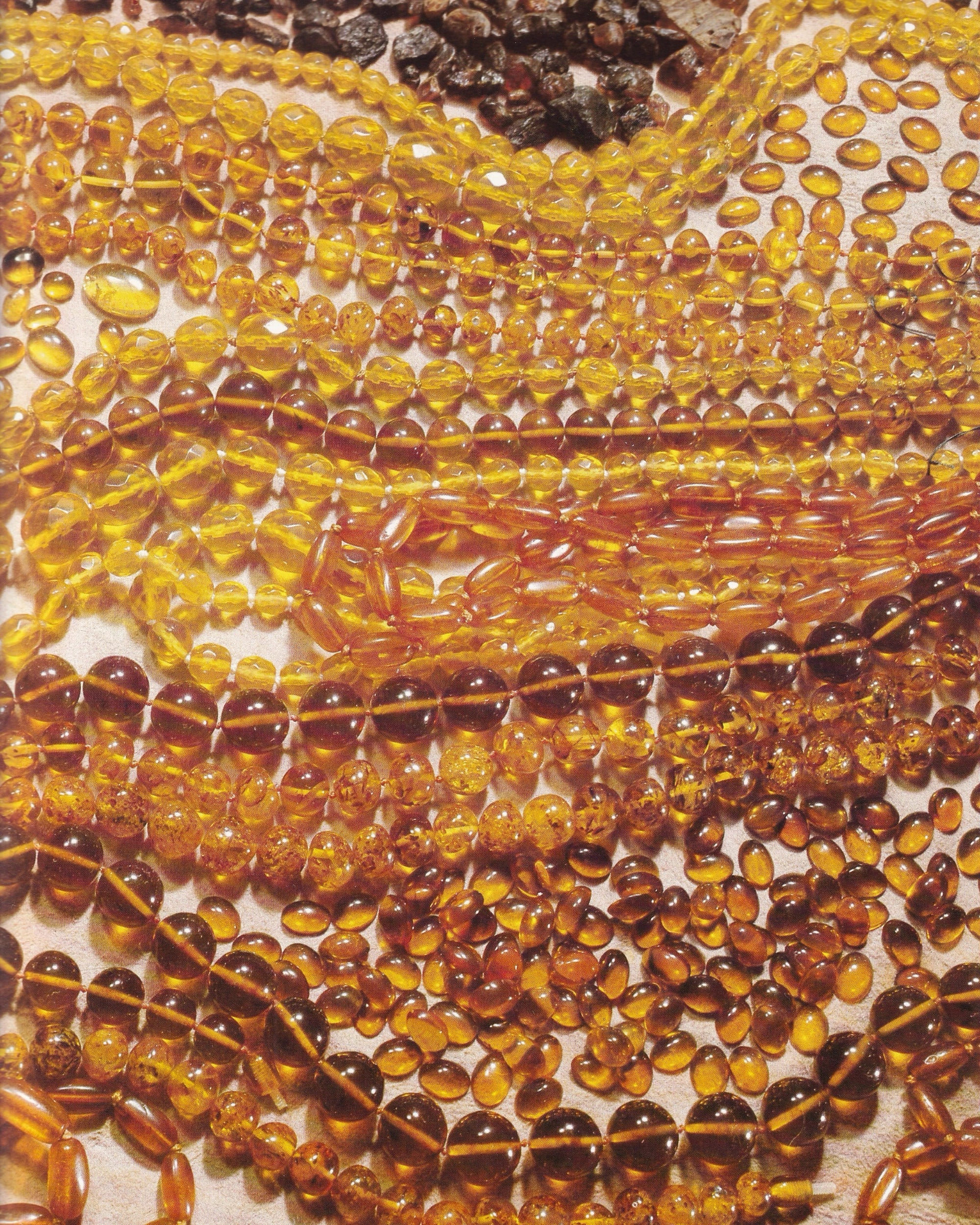 I Fossili nel Mondo dell'Uomo - E. Annoscia 1981