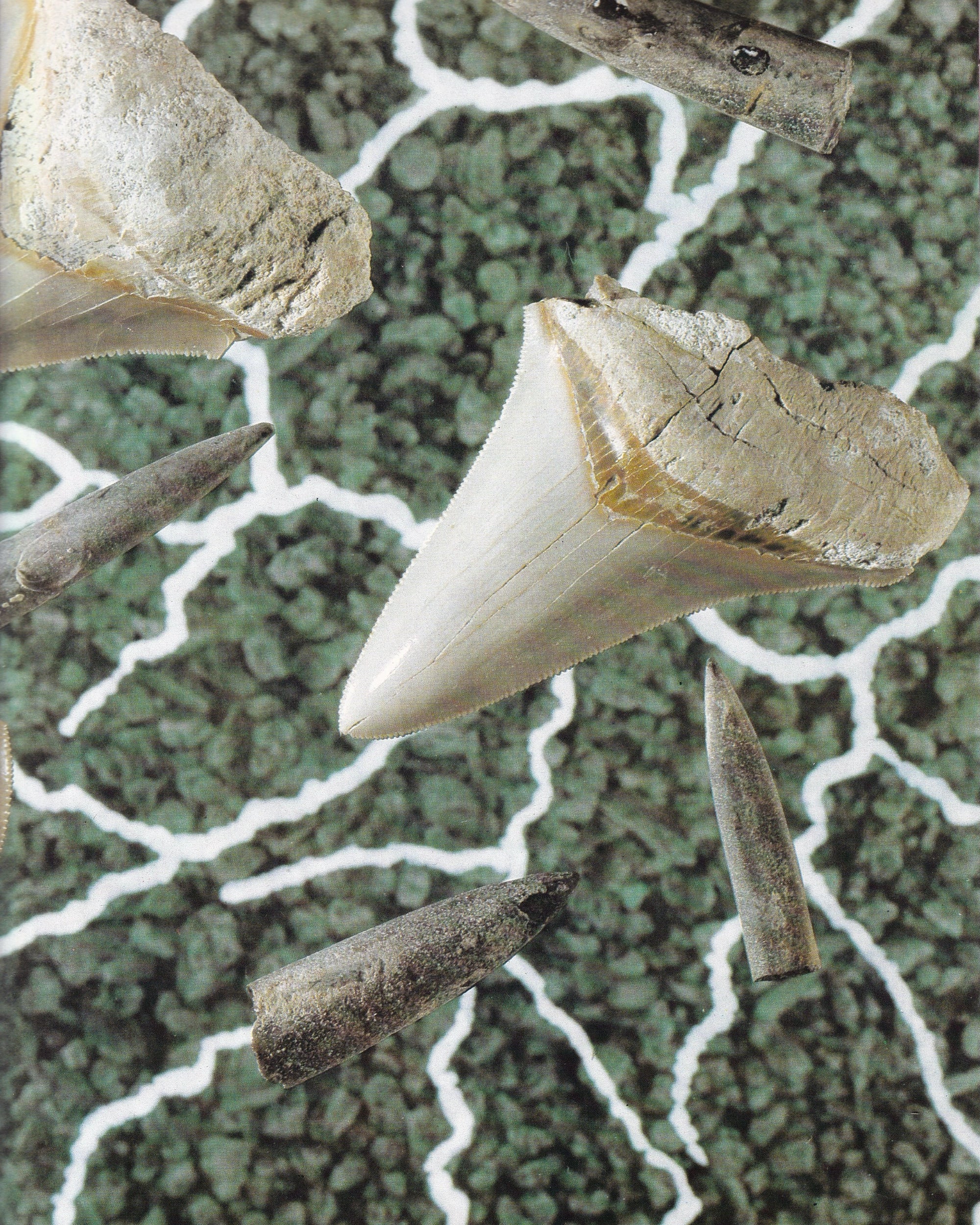 I Fossili nel Mondo dell'Uomo - E. Annoscia 1981