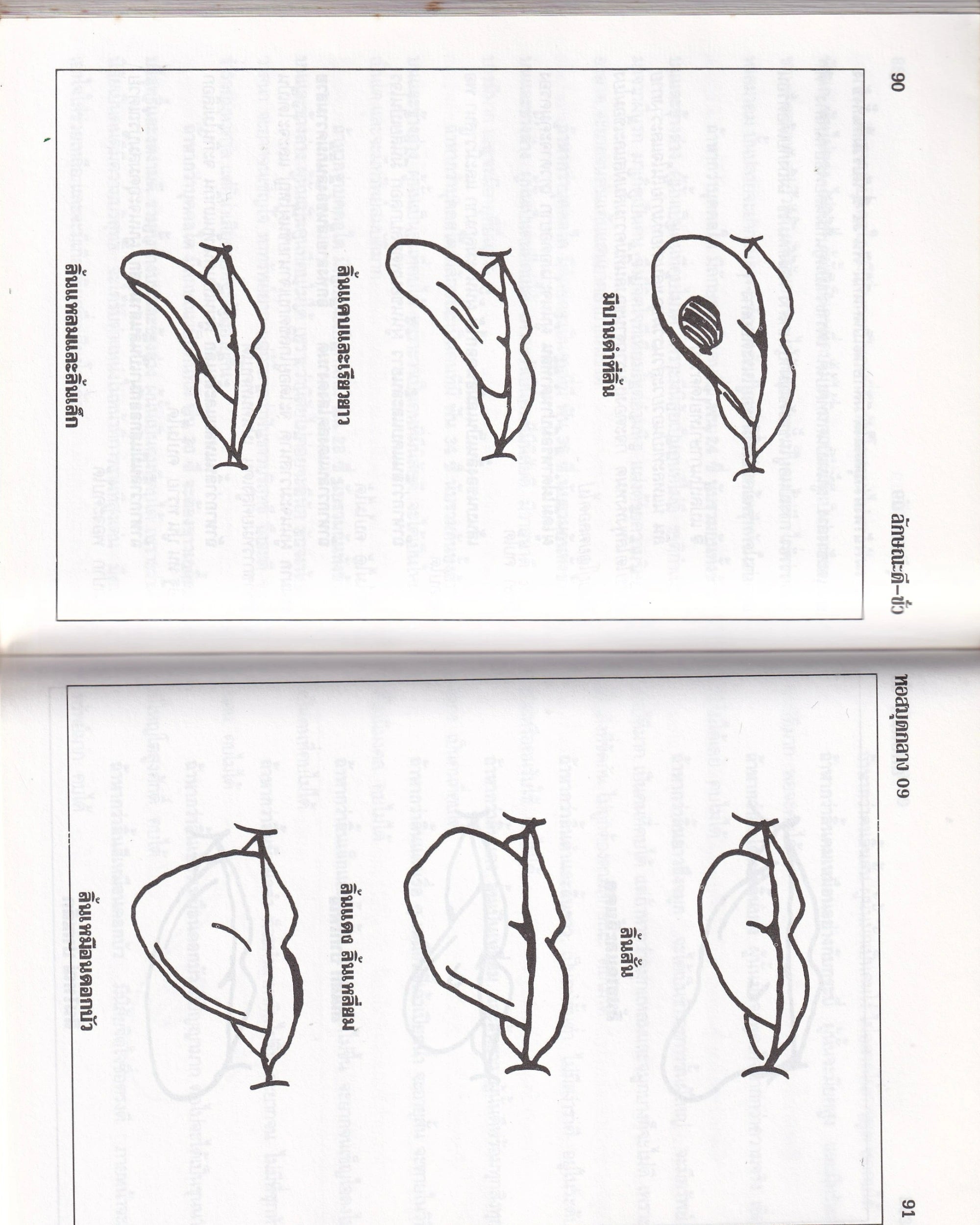 Predictions of Good and Bad Characteristics - Thai Thai Books Props!