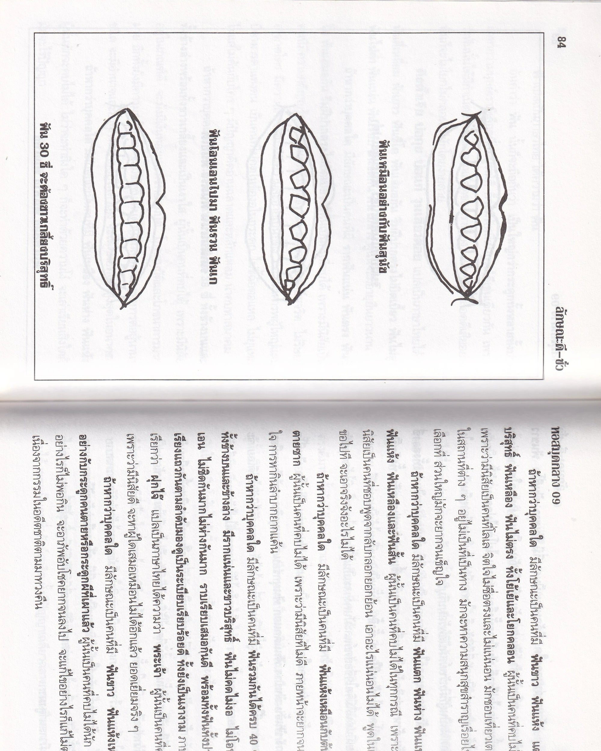 Predictions of Good and Bad Characteristics - Thai Thai Books Props!