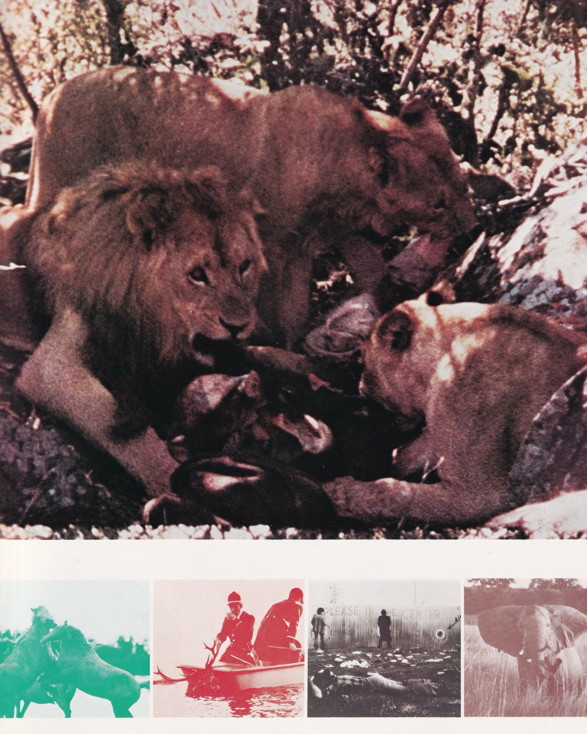 Ultime grida dalla Savana Cinema Booklet - Jpn Cinema Booklets Props!